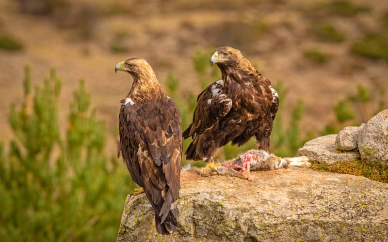 La águila imperial ibérica es uno de los animales en peligro de extinción en España
